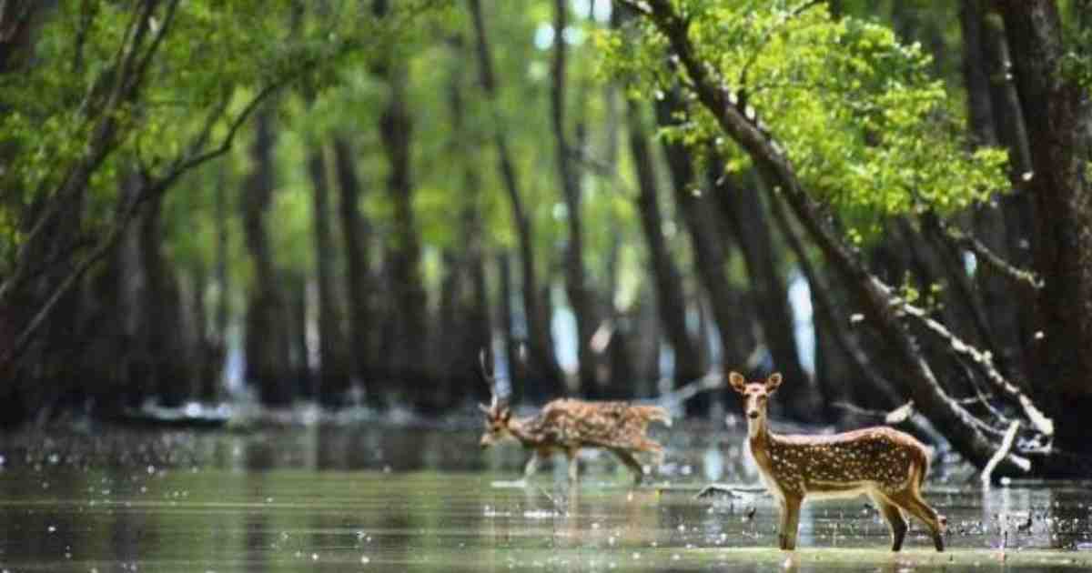 Sundarbans , Effective strategies to protect the Sundarbans , protect the Sundarbans , Shahab Uddin , Environment , Forests and Climate Change Minister , conservation of the Sundarbans , strategic environmental assessment